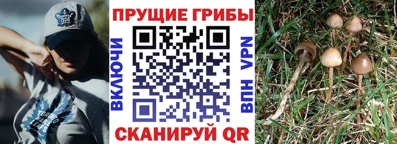 Галлюциногенные грибы Cubensis  Сургут 
